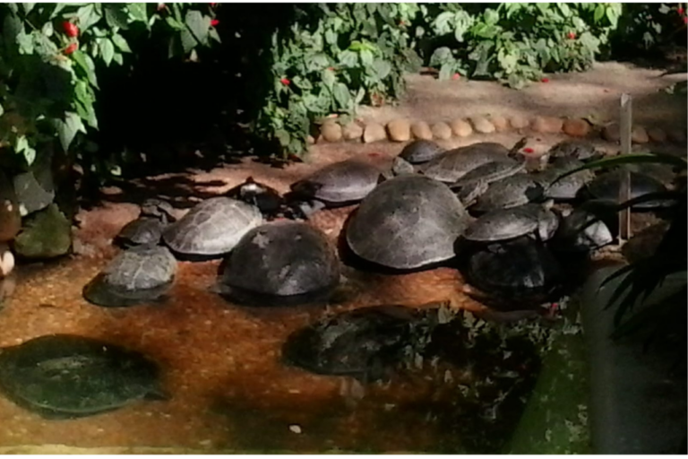 A Tartaruga é um pet?