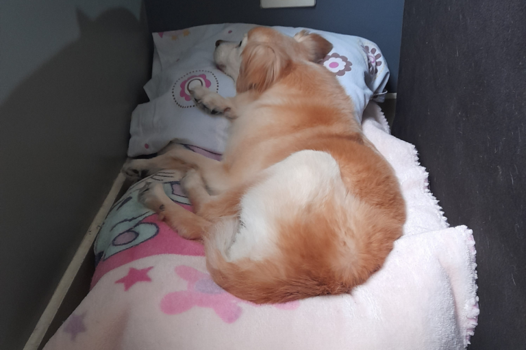 Meu Cachorro Dorme bem