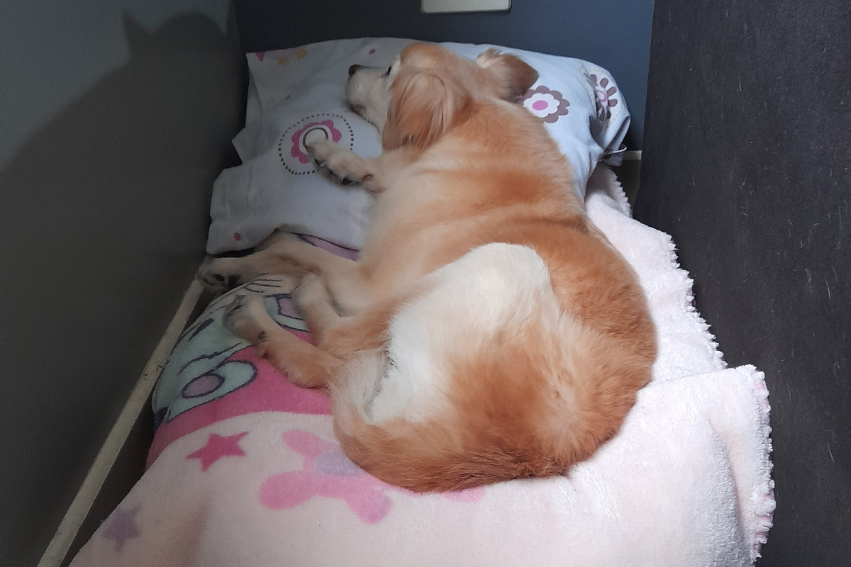 Meu Cachorro Dorme bem