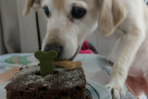 Aniversário do pet.