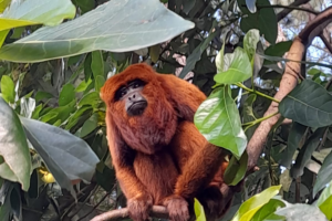 Macaco bugio