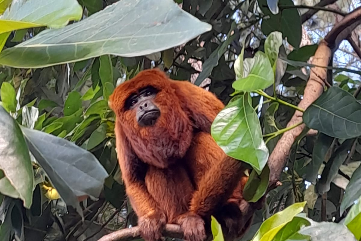 Macaco bugio