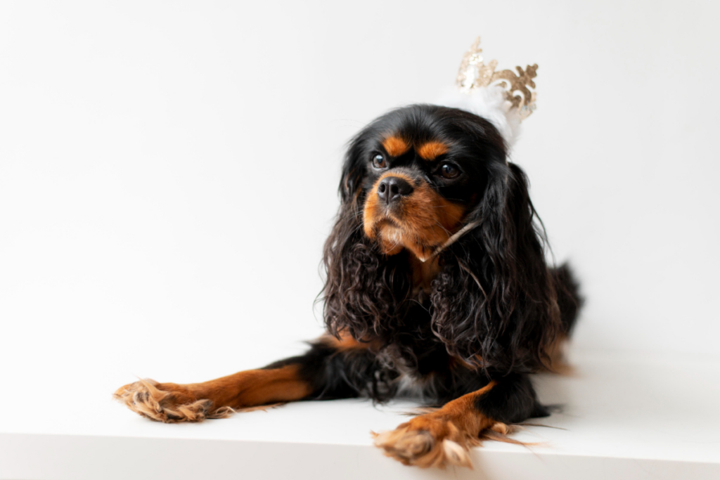 Cavalier King Charles Spaniel