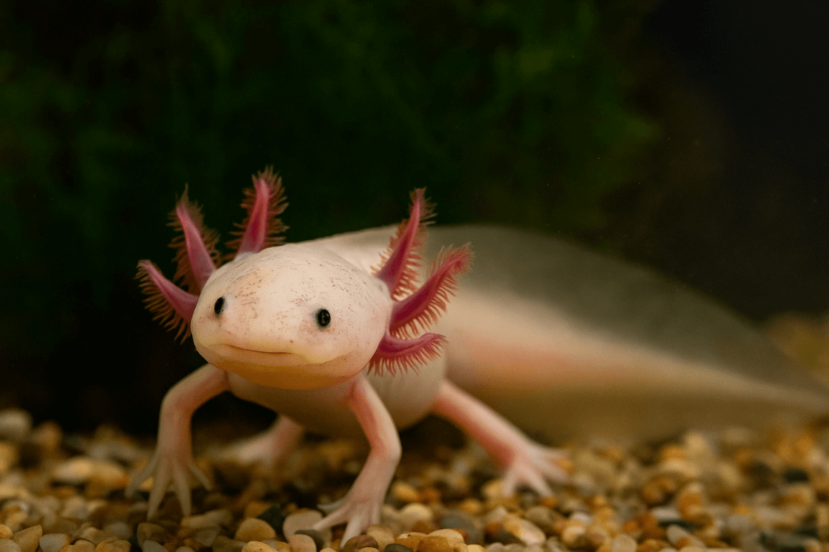 Axolote