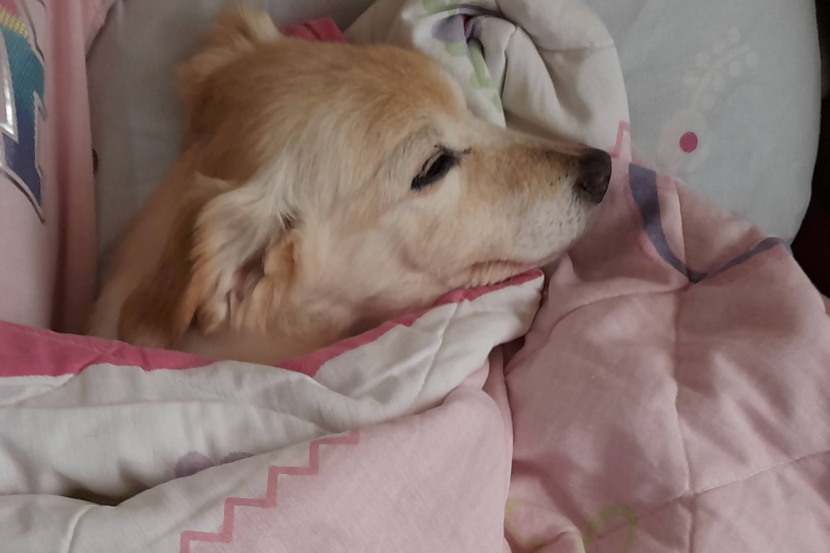 Músicas para cachorro dormir