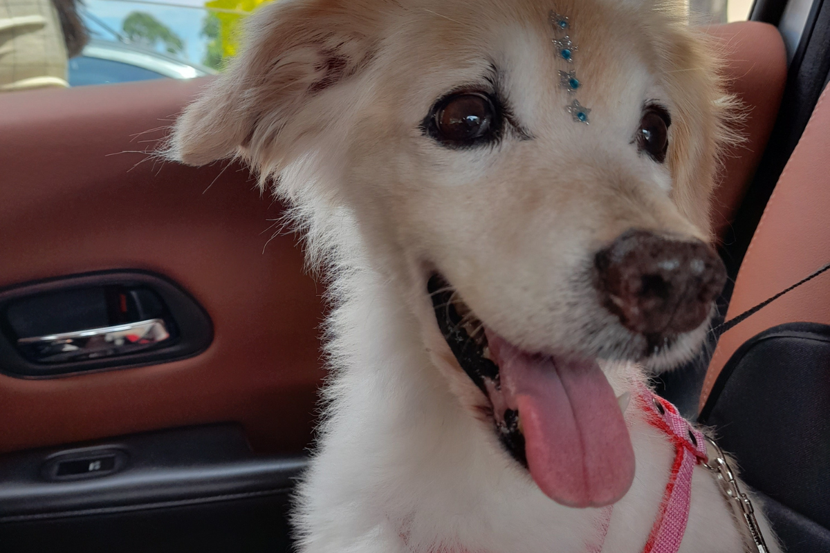 Pet seguro no carro